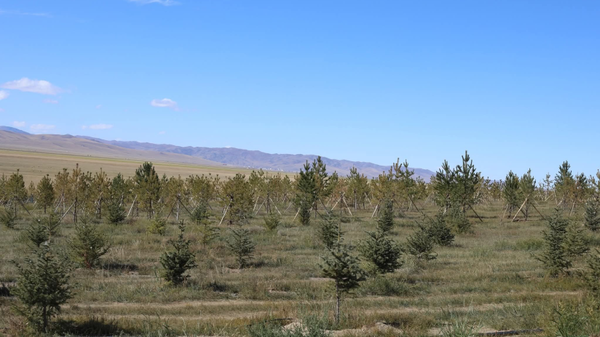 🌳 Хархорум хотын ногоон бүсэд 550 мянга гаруй мод тариад байна - Sputnik Монгол Улс