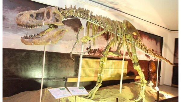 🇲🇳 Тарбозаврын бүтэн хэлхээ яс Баянхонгор аймгийн музейд бий - Sputnik Монгол Улс