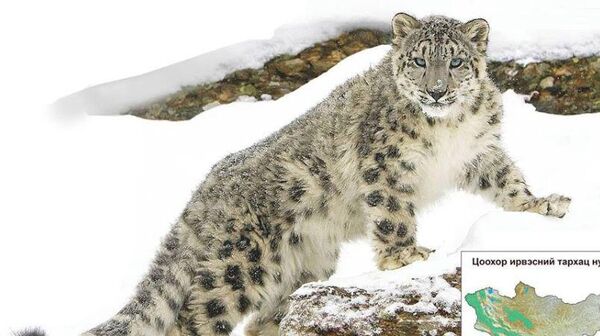 🇲🇳🐆Монгол Улс Олон улсын цоохор ирвэсийн холбоонд гишүүнээр элсэнэ - Sputnik Монгол Улс