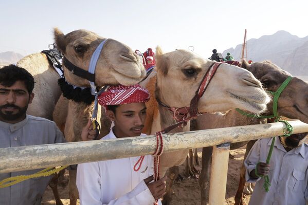 Иорданд “Arab Camel Trophy” тэмээний уралдаан өнгөрч байна Иорданд “Arab Camel Trophy” тэмээний уралдаан өнгөрч байна - Sputnik Монгол Улс