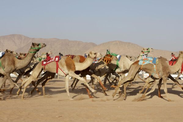 Иорданд “Arab Camel Trophy” тэмээний уралдаан өнгөрч байна Иорданд “Arab Camel Trophy” тэмээний уралдаан өнгөрч байна - Sputnik Монгол Улс