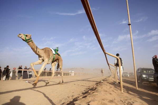 Иорданд “Arab Camel Trophy” тэмээний уралдаан өнгөрч байна Иорданд “Arab Camel Trophy” тэмээний уралдаан өнгөрч байна - Sputnik Монгол Улс