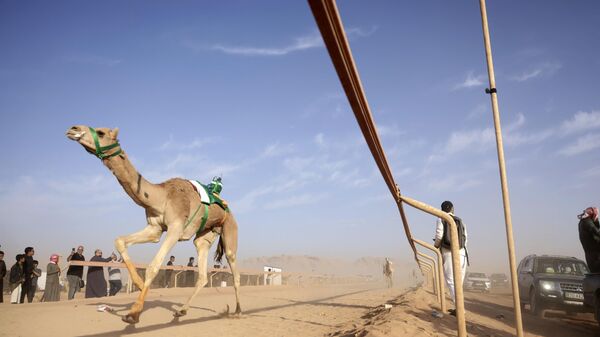 Иорданд “Arab Camel Trophy” тэмээний уралдаан өнгөрч байна - Sputnik Монгол Улс