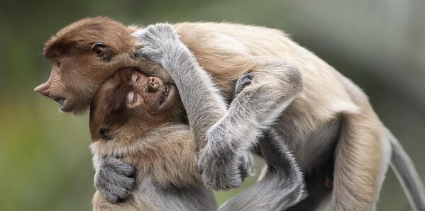 Сонирхогчийн байгалийн ландшафт - ТОП-100 Даниел Валверде Испани Ах дүүгийн тэврэлт Борнео арлын хойд хэсэгт, Малайзын ширэнгэн ойн дунд Сонирхогчийн байгалийн ландшафт - ТОП-100 Даниел Валверде Испани Ах дүүгийн тэврэлт Борнео арлын хойд хэсэгт, Малайзын ширэнгэн ойн дунд - Sputnik Монгол Улс