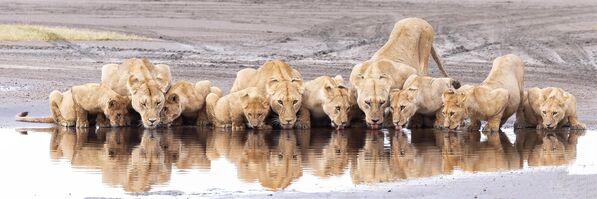Нээлттэй байгалийн ландшафт - ТОП-100 Ранжан Рамчандани Сингапур Танзани дахь бааранд Нээлттэй байгалийн ландшафт - ТОП-100 Ранжан Рамчандани Сингапур Танзани дахь бааранд - Sputnik Монгол Улс