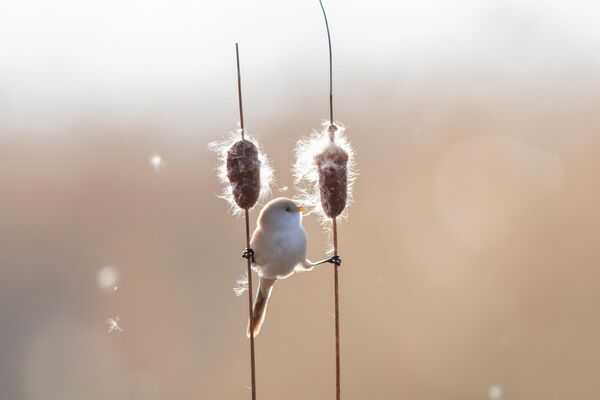 ХЯТАД, ДАЦИН ХОТ - 10-р сарын 25: 2025 оны 10-р сарын 25-нд Хятадын Хэйлунцзян мужийн Дацин хотын Лонгфэн намгархаг газрын цэцэрлэгт хүрээлэнд сахалтай зэгс зэгс дээр тоглож байна. (Зараг: Chi Shiyong/VCG Getty Images) ХЯТАД, ДАЦИН ХОТ - 10-р сарын 25: 2025 оны 10-р сарын 25-нд Хятадын Хэйлунцзян мужийн Дацин хотын Лонгфэн намгархаг газрын цэцэрлэгт хүрээлэнд сахалтай зэгс зэгс дээр тоглож байна. (Зараг: Chi Shiyong/VCG Getty Images) - Sputnik Монгол Улс