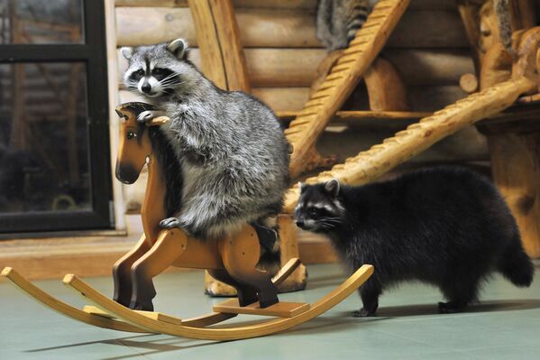 ОХУ-ын Тамбов хот дахь "Элбэнхийн гэрт" амьтны хүрээлэнд элбэнх тоглож байна. ОХУ-ын Тамбов хот дахь "Элбэнхийн гэрт" амьтны хүрээлэнд элбэнх тоглож байна. - Sputnik Монгол Улс