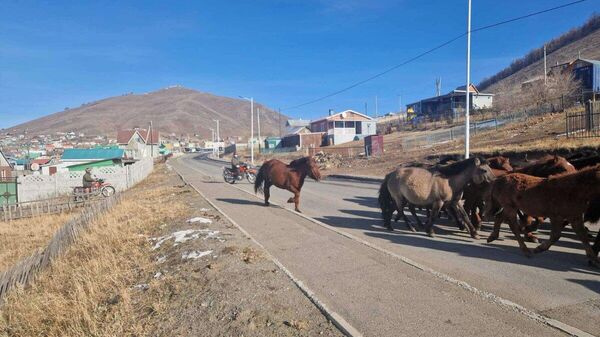 🏙️ Нийслэлээс мал гаргах нэгдсэн арга хэмжээ зохион байгуулав - Sputnik Монгол Улс
