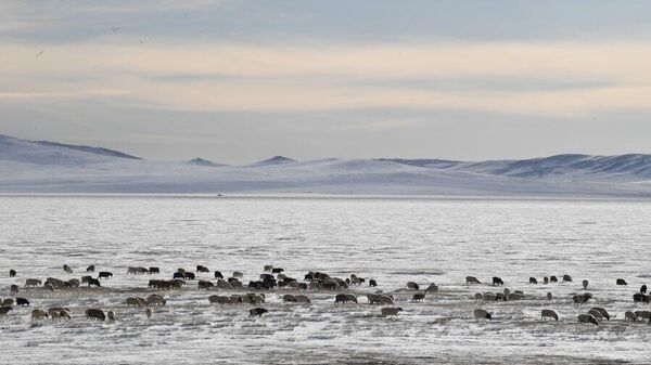 Баян-Өлгий, Увс, Ховд аймгийн ихэнх нутгаар зуд болох төлөвтэй байна - Sputnik Монгол Улс