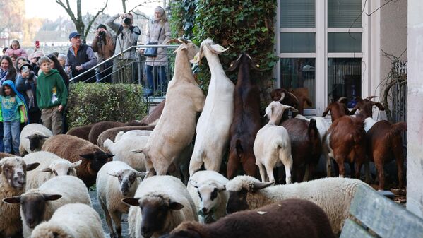 БАВАРИ, ГЕРМАН (16/11, Daniel Löb/dpa): Нюрнберг хотын төвөөр өвлийн бэлчээр рүү нүүж буй сүргийн зарим бог мал байшингийн эсрэг ургасан ургамлаар хооллож байна. Энэ нь хот, хөдөөний амьдралын харилцан холбоог тод харуулсан сонирхолтой мөч юм. БАВАРИ, ГЕРМАН (16/11, Daniel Löb/dpa): Нюрнберг хотын төвөөр өвлийн бэлчээр рүү нүүж буй сүргийн зарим бог мал байшингийн эсрэг ургасан ургамлаар хооллож байна. Энэ нь хот, хөдөөний амьдралын харилцан холбоог тод харуулсан сонирхолтой мөч юм. - Sputnik Монгол Улс