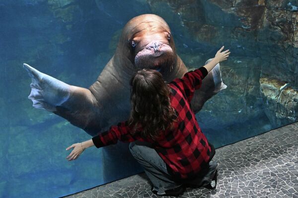 Владивосток дахь Приморскийн аквариумд Дэлхийн далайн хавын өдрийг тохиолдуулан Миша далайн хавын төрсөн өдрийг тэмдэглэж байна - Sputnik Монгол Улс