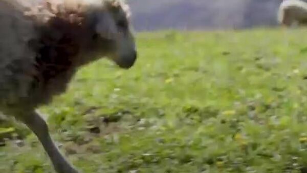 Нүүдэлчид бол бэлчээр нутгийг мэддэг, арчилж хамгаалдаг хүмүүс бөгөөд бэлчээр нь дэлхийн тал газрыг эзэлдэг - Sputnik Монгол Улс