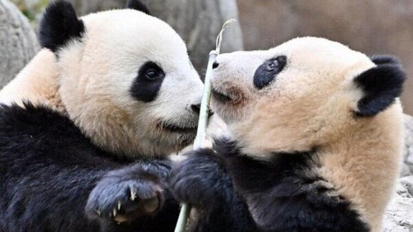 🐼 Япон-Хятадын дипломат харилцаа хулсны баавгайгаар дуусгавар боллоо - Sputnik Монгол Улс