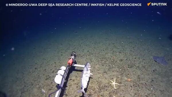 🐳 Антарктидын усанд анх удаа аварга загас бүртгэгджээ - Sputnik Монгол Улс