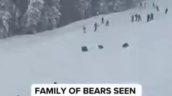 🐻 Калифорнийн амралтын газарт баавгайн гэр бүл (эх баавгай, хоёр бамбарууштайгаа) цаначдыг айлгажээ - Sputnik Монгол Улс