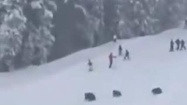 🐻 Калифорнийн амралтын газарт баавгайн гэр бүл (эх баавгай, хоёр бамбарууштайгаа) цаначдыг айлгажээ - Sputnik Монгол Улс