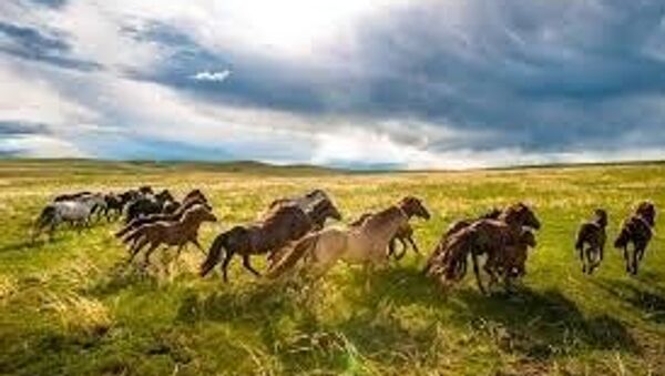 🇲🇳🐎 Монгол Улсын Ерөнхийлөгч У - Sputnik Монгол Улс