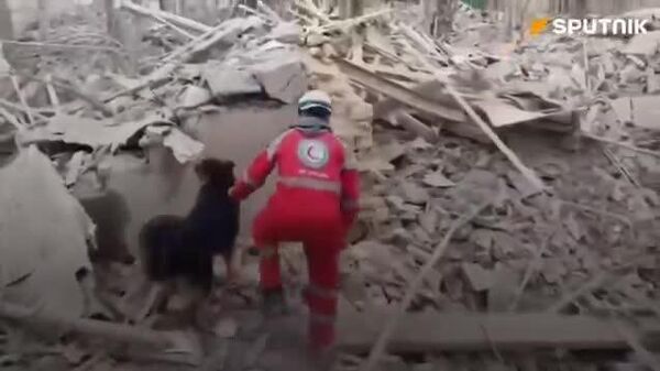 🇮🇷🐕 Дайны жинхэнэ баатрууд бол Улаан хавирган сар нийгэмлэгийн аврах ажиллагааны ноход юм - Sputnik Монгол Улс