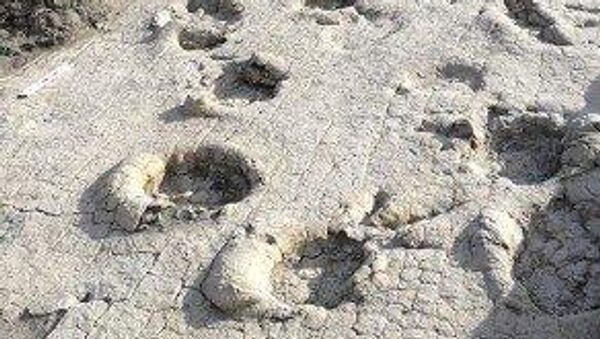 🇲🇳 Монголын нутаг дэвсгэрээс илрүүлсэн чулуужсан мөрүүд теропод төрлийн үлэг гүрвэлийнх мөн болохыг тогтоожээ - Sputnik Монгол Улс