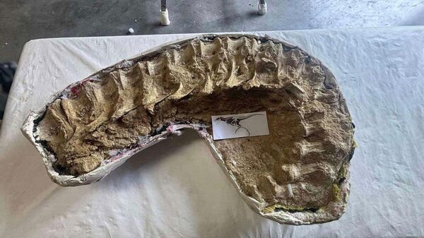 🇲🇳🇨🇵 Үлэг гүрвэлийн олдворуудыг эх оронд нь эргүүлэн авчрах ажлын хэсэг Парис хотноо ажиллав - Sputnik Монгол Улс