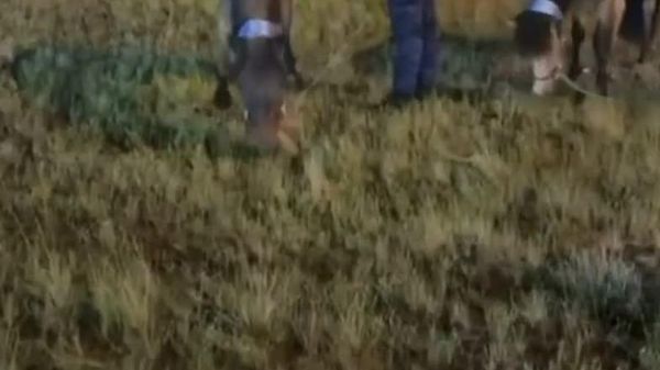 🇲🇳🇻🇳 Вьетнамд 6 жил энхийг сахиулах ажиллагаанд оролцсон монгол морьд эх орондоо иржээ - Sputnik Монгол Улс