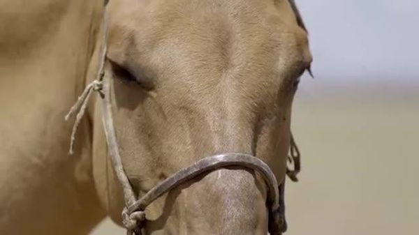 🐴 МОНГОЛ НААДАМ: МОРИН ЭРДЭНЭ ТУСГАЙ ҮЗЭСГЭЛЭН 7 сарын 8-ны өдөр нээнэ - Sputnik Монгол Улс