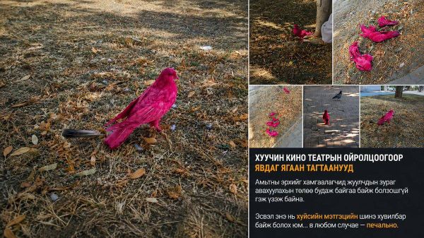 🕊️Анапагийн гудамжинд тод ягаан өнгөөр будсан тагтаанууд харагдсан талаар иргэд цахим сүлжээнд мэдээлжээ - Sputnik Монгол Улс