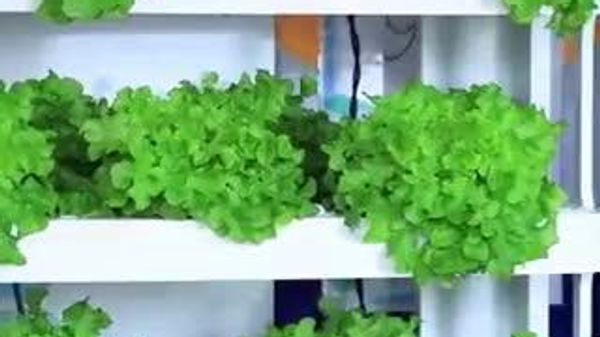 📌Нийслэлийн Ерөнхий боловсролын 57 дугаар сургууль гидропоник орчинтой - Sputnik Монгол Улс