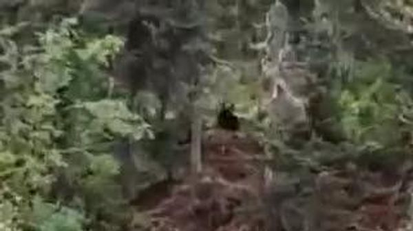 🐻 Улаанбаатараас 1,000 гаруй км-ийн зайд орших Иркутскийн мужид баавгай 2 хүний аминд хүрчээ - Sputnik Монгол Улс