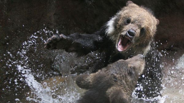 Японский бурый медведь - Sputnik Монгол Улс