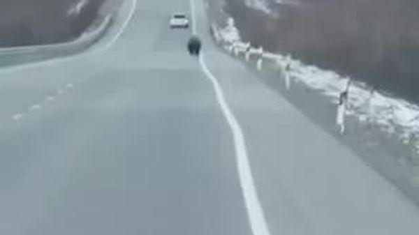 Камчаткад өвөлжилтдөө сайн бэлдсэн баавгай зам дээр явж байжээ - Sputnik Монгол Улс